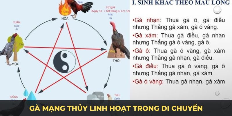 Gà mạng thuỷ linh hoạt trong di chuyển