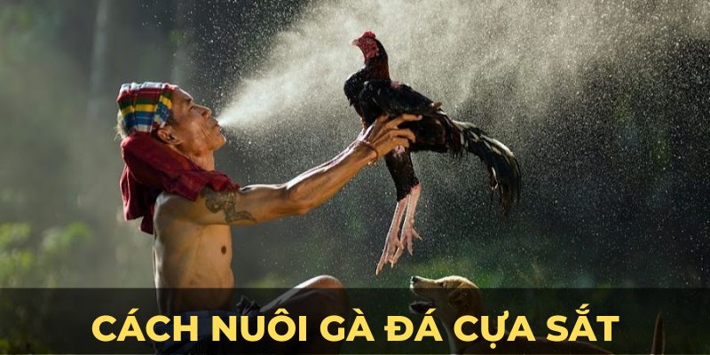 Cách nuôi gà đá cựa sắt ảnh