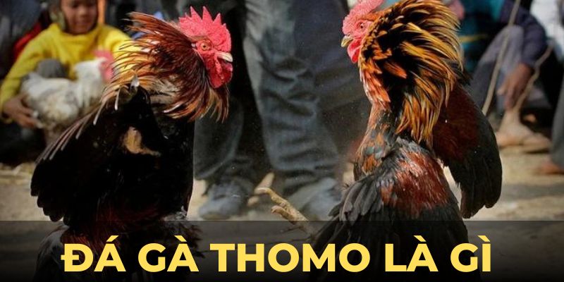 Đá gà thomo là gì ảnh